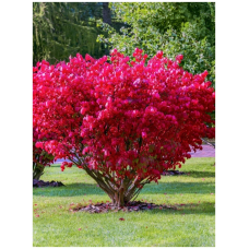 Бересклет европейский (Euonymus europaeus)