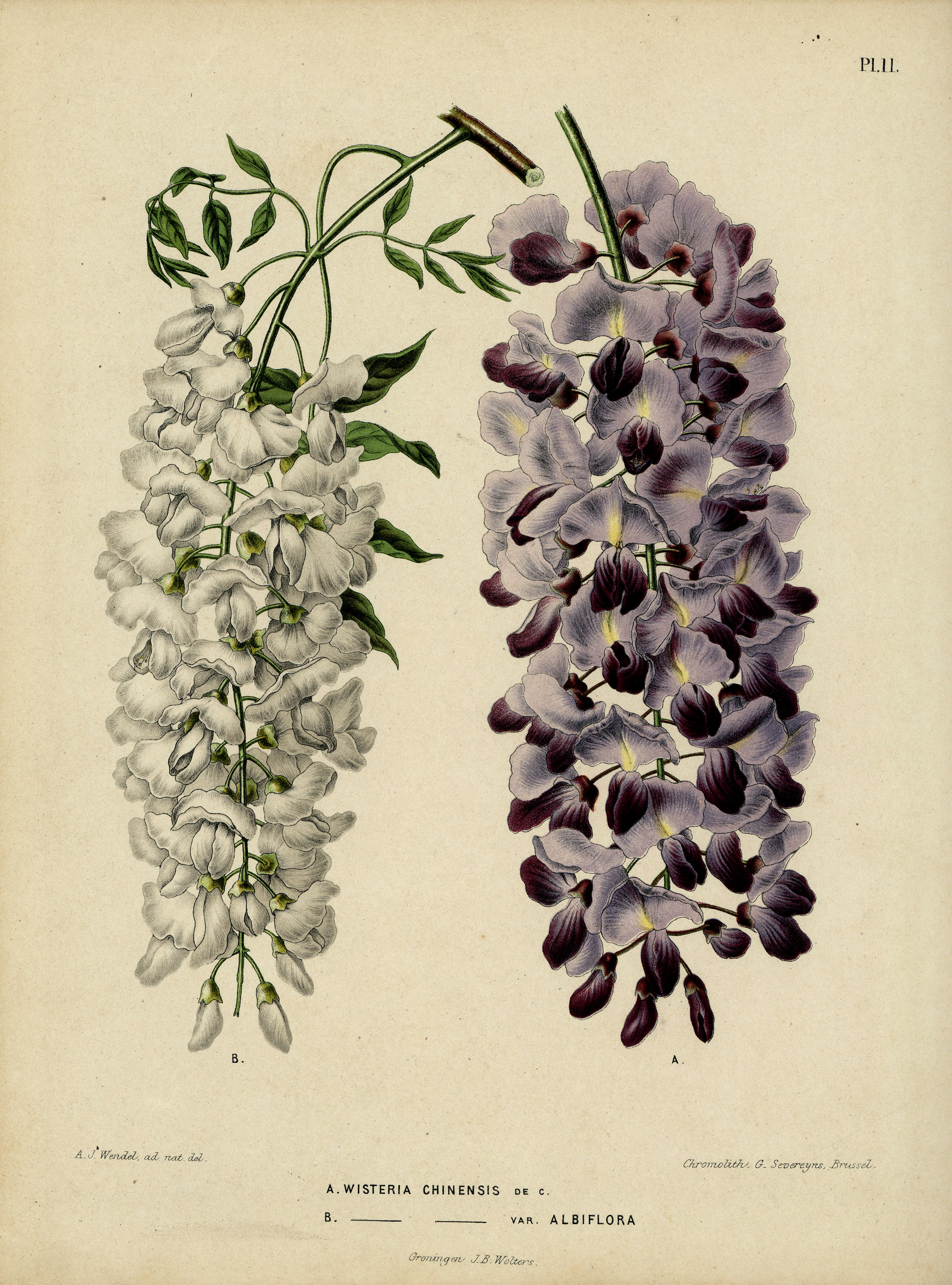 Глициния китайская Fecunda