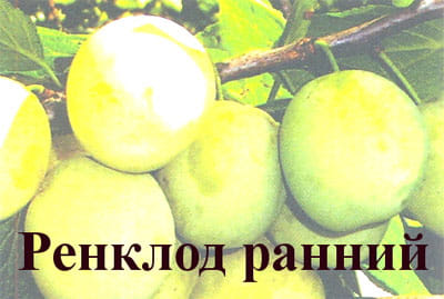 Слива Ренклод ранний