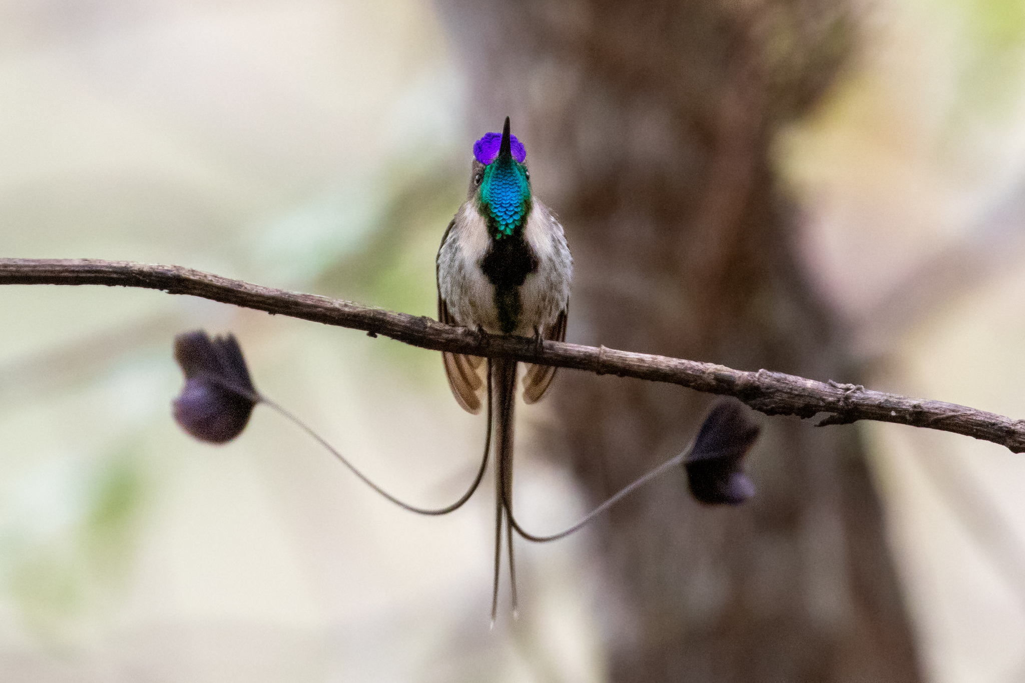 international backfill (iNaturalist):  Admiral 