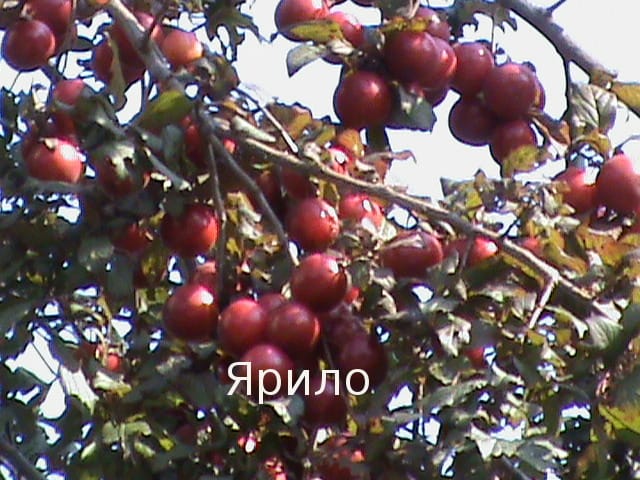 Алыча "Ярило" Садоград 1летние саженцы
