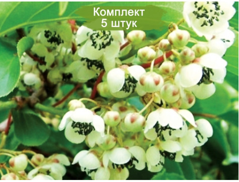 Актинидия Дон Жуан (мужская)