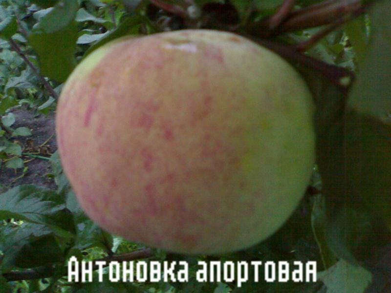 Яблоня "Антоновка апортовая" Садоград 2хлетние саженцы