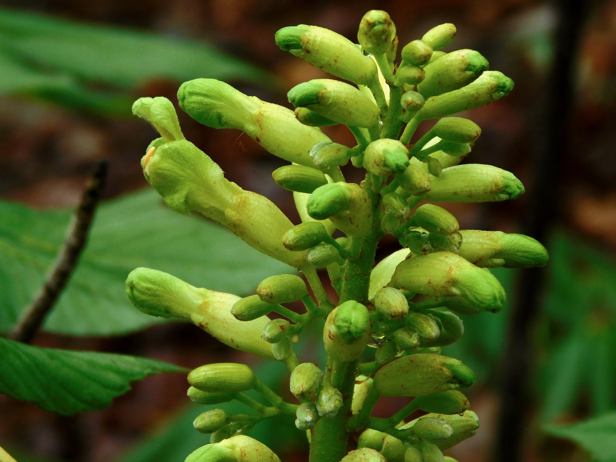international backfill (iNaturalist): Aesculus