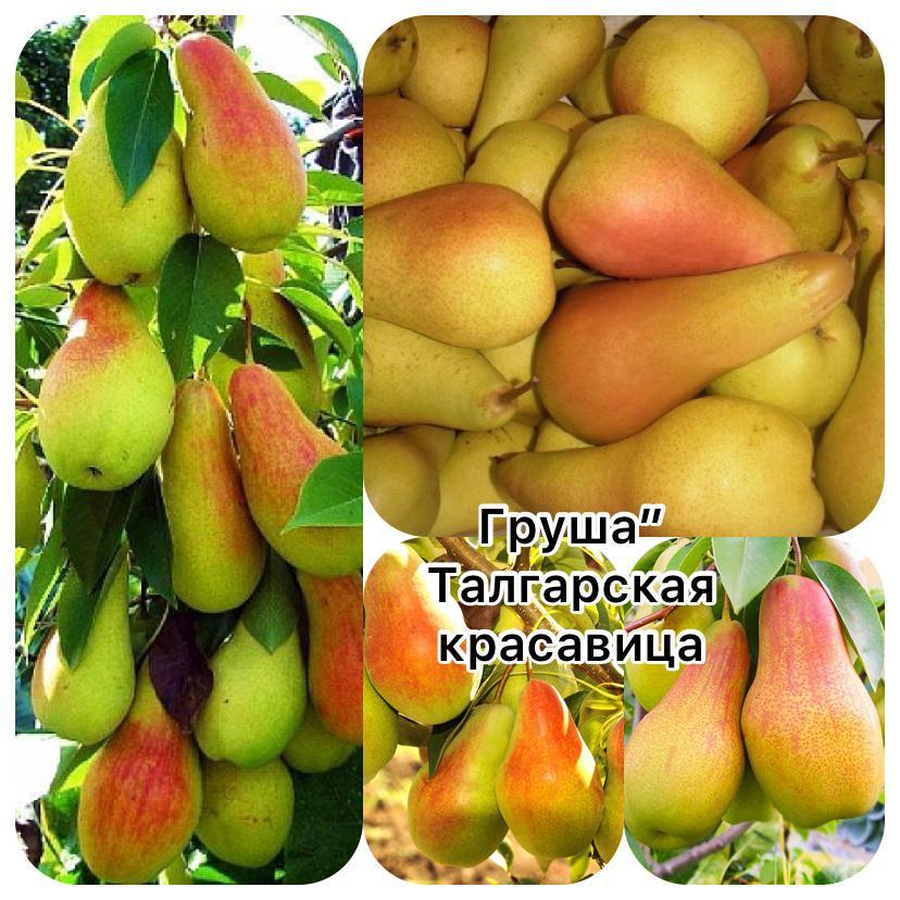 Груша Талгарская красавица. Саженцы