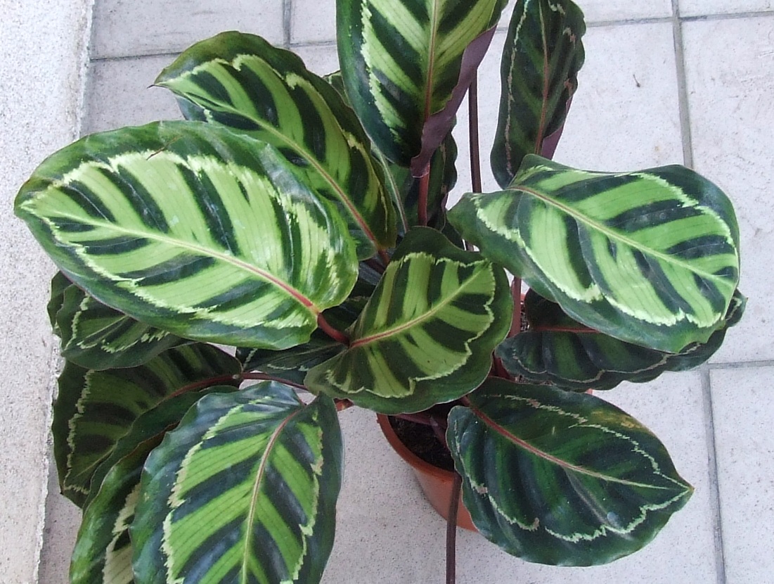 Калатея розеопикта Jungle Rose