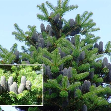 pikhta-abies-koreyskaya-v-gorshke