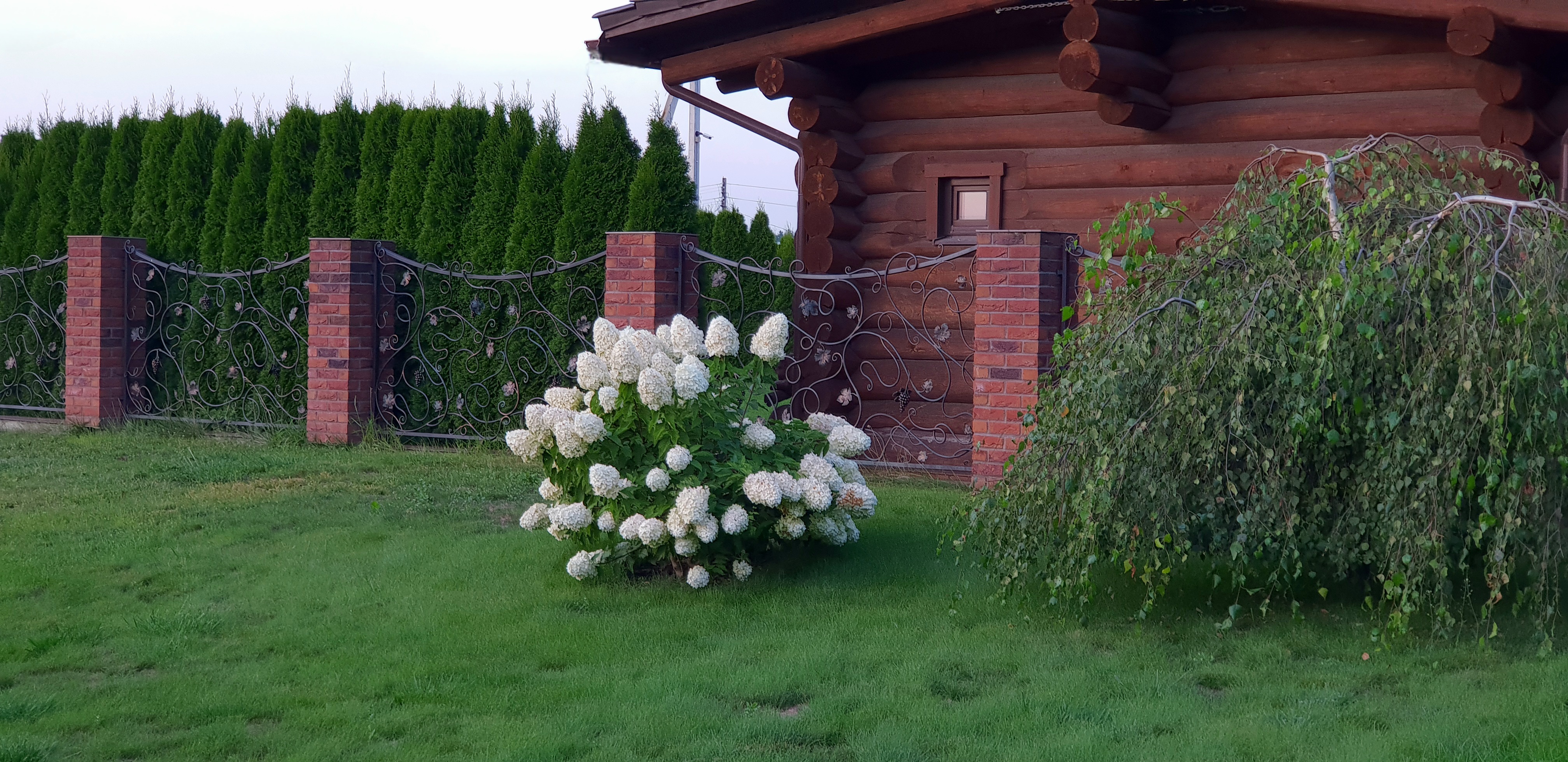 Гортензия Лаймлайт