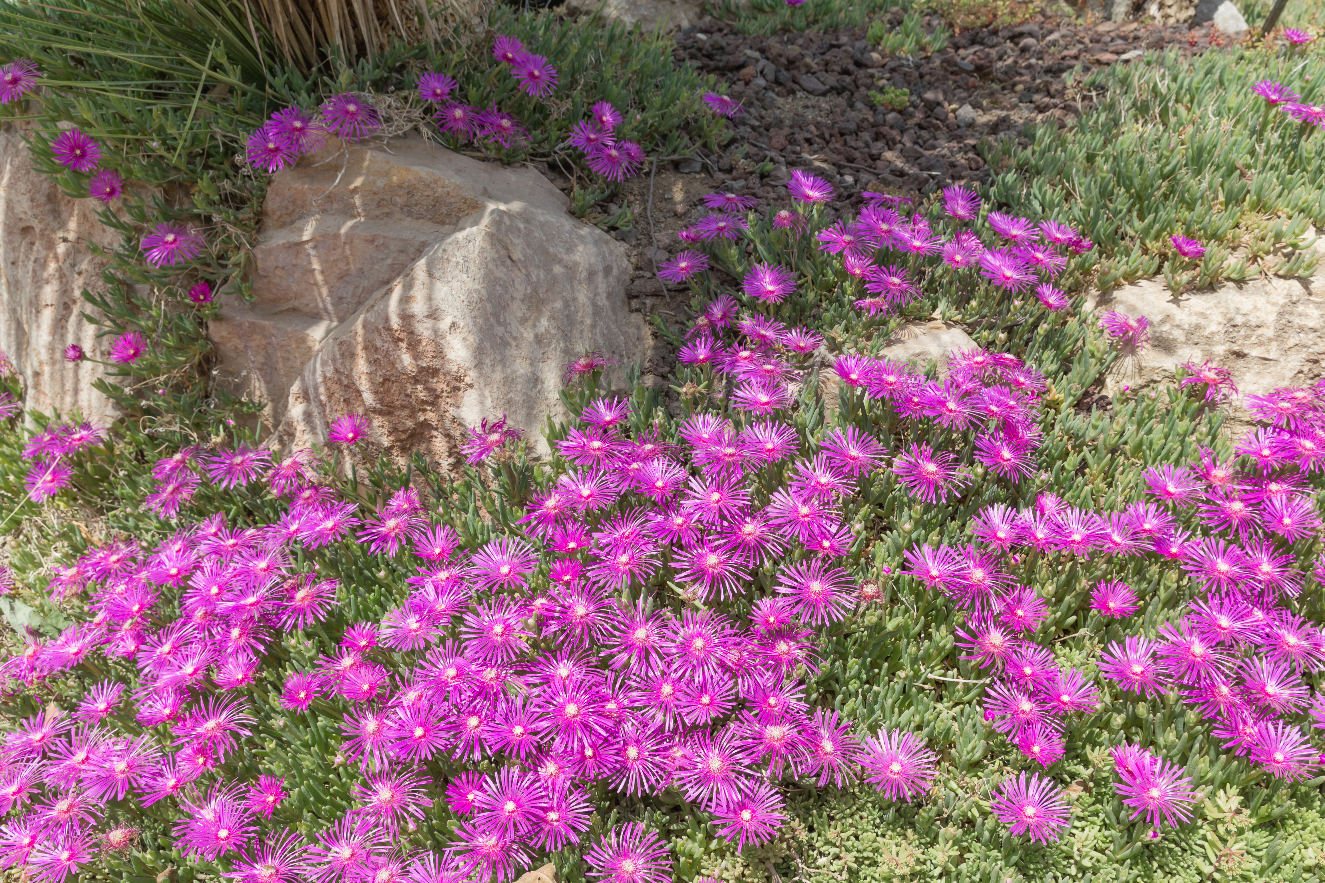 Делосперма Купера Jewel of Desert Amethyst