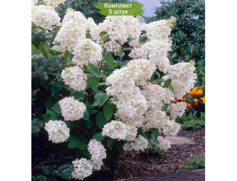 Комплект 5шт / Гортензия Грандифлора (Grandiflora) (метельчатая)