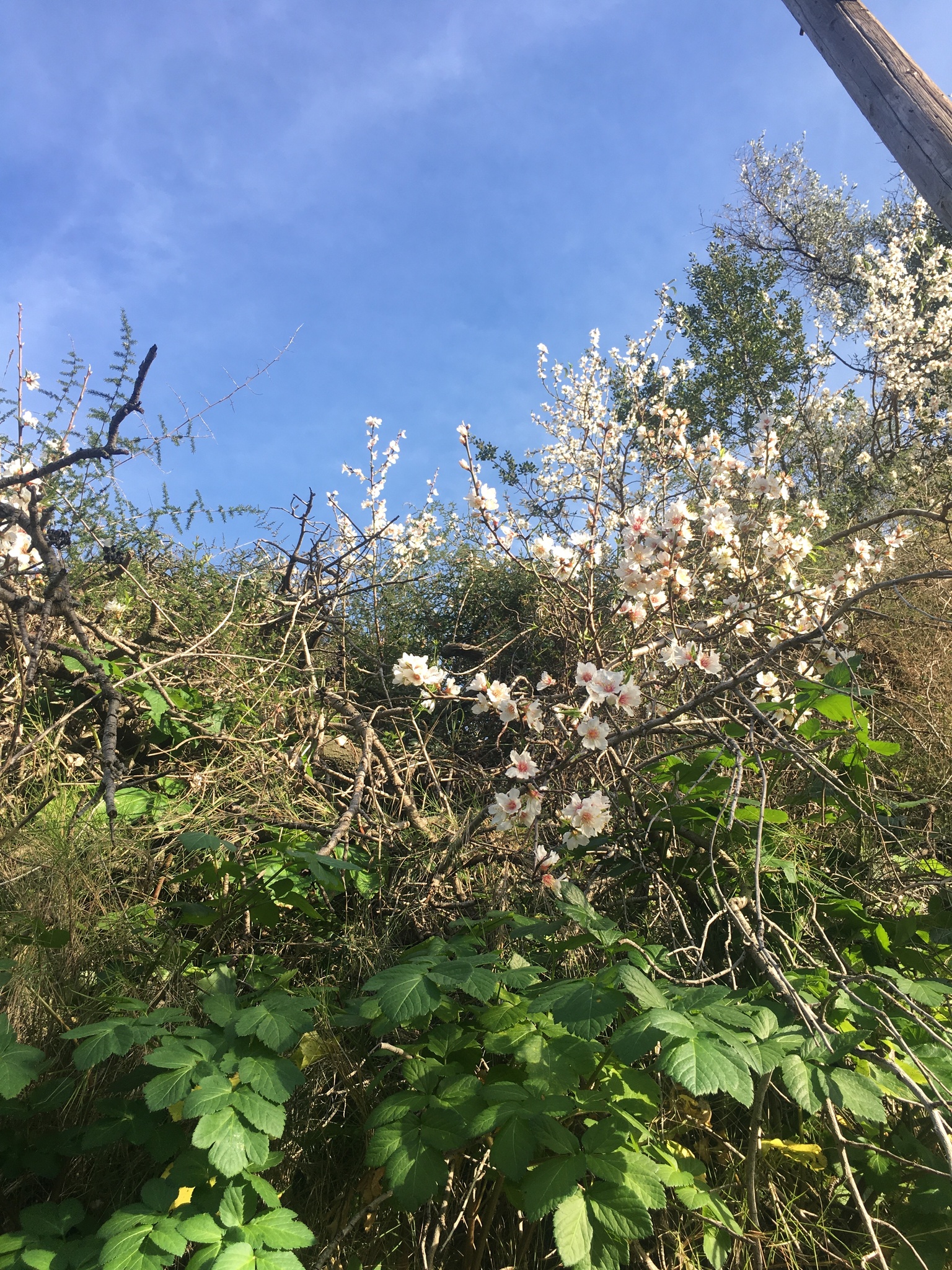 international backfill (iNaturalist): Prunus dulcis