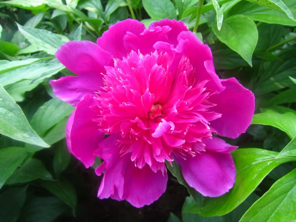 Пион травянистый Yin Xian Xiu Hong Pao