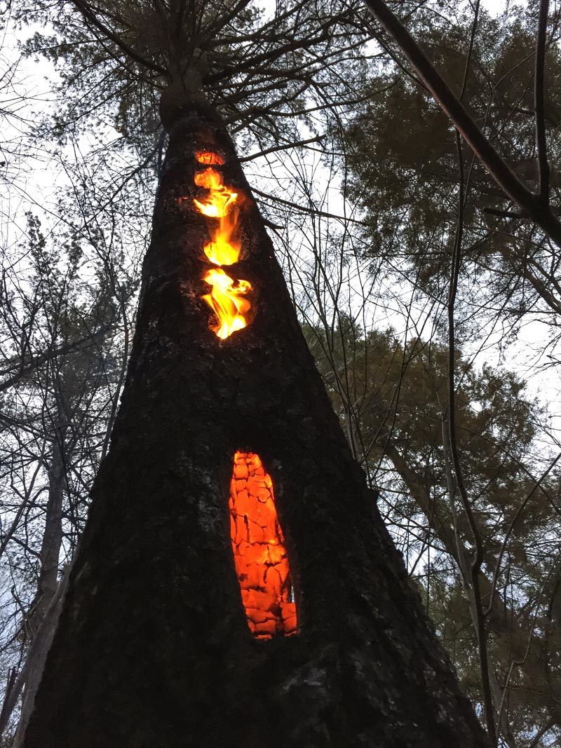 international backfill (iNaturalist): Pinus