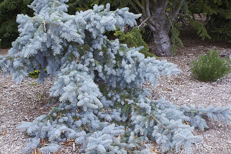 Ель колючая Glauca Pendula