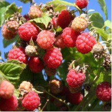 Малина нектарная (Rubus idaeus arcticus)