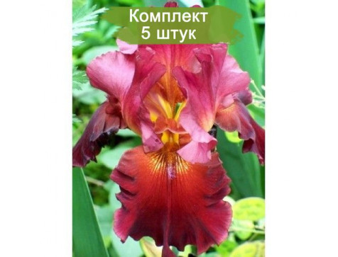 Ирис Даски