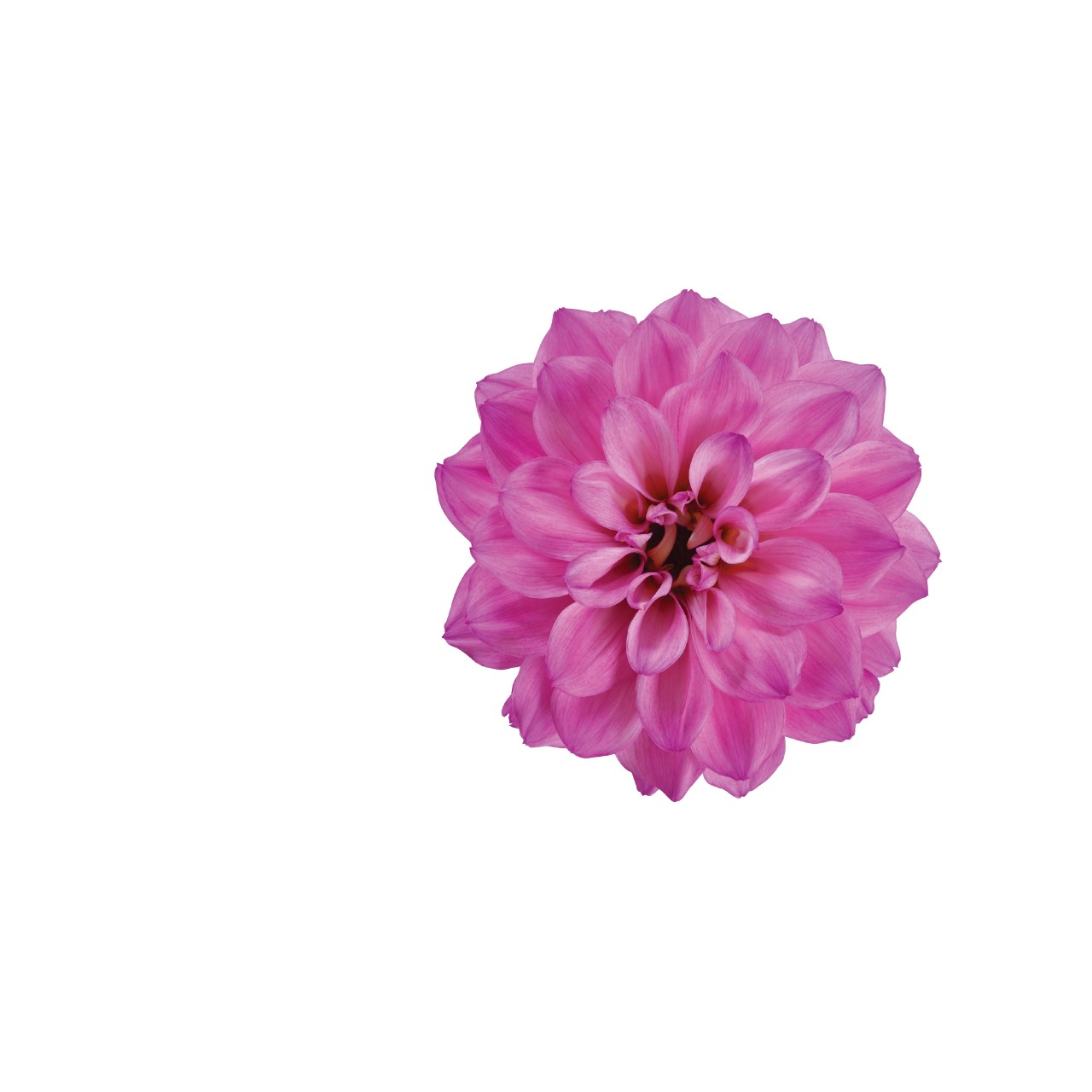 Георгина Temptation Pink Bicolor