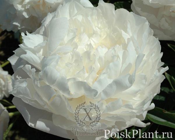 Пион травянистый Margarets Delight