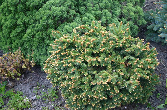 Ель обыкновенная «Kamon» (Picea abies «Kamon»)