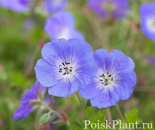 Герань валлиха Buxton's Blue
