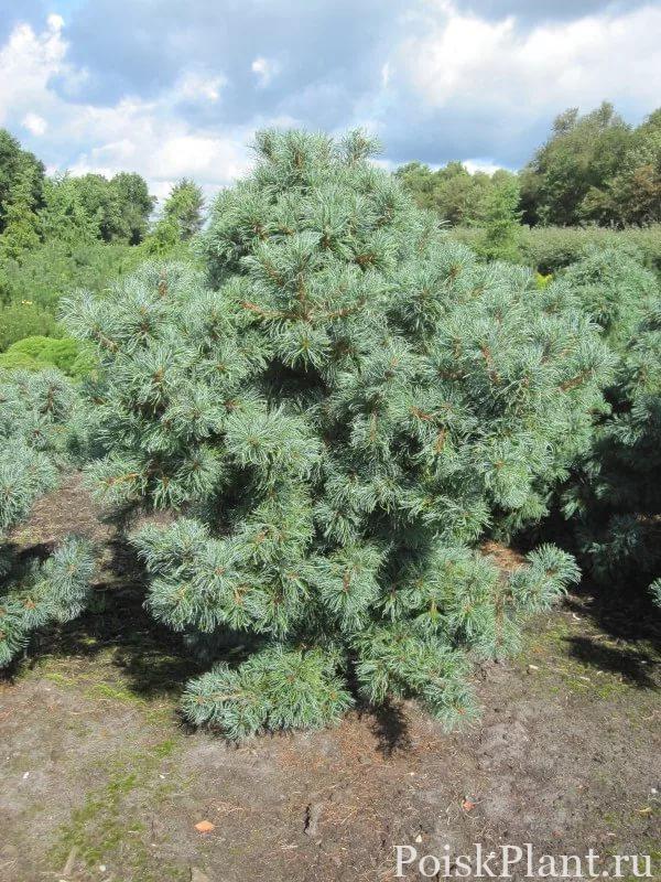 Сосна мелкоцветковая Schoon's Bonsai