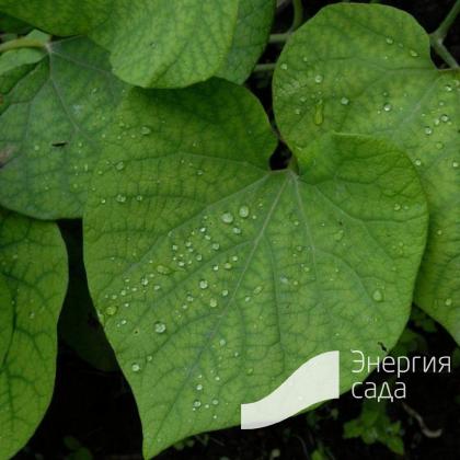 aristolokhiya-manchzhurskaya