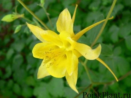 Аквилегия гибридная Yellow Star