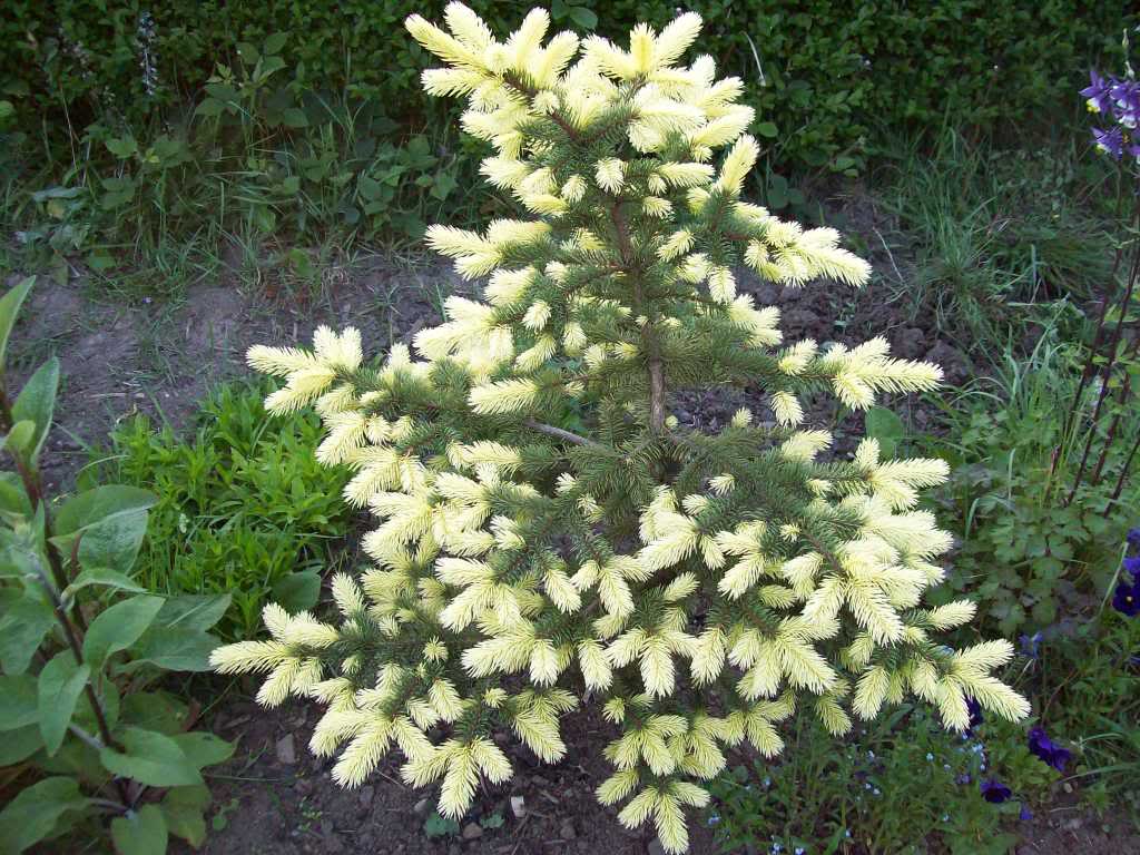 Ель колючая Maigold