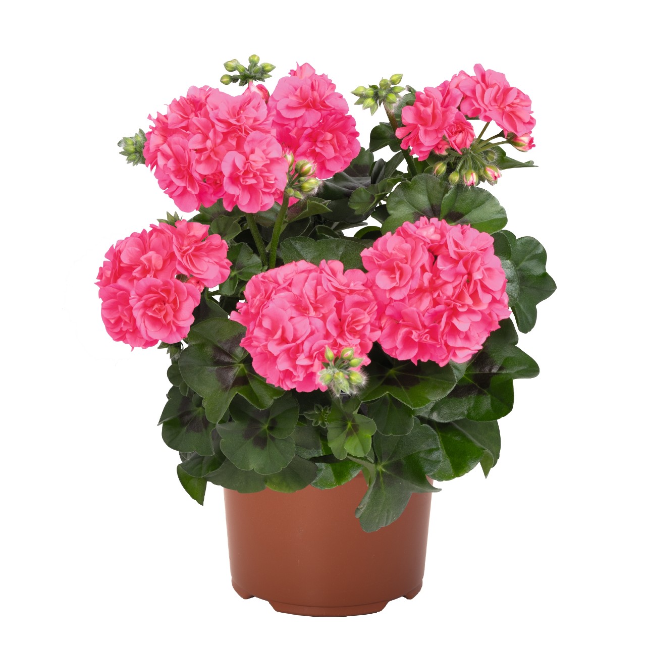 Пеларгония Atlantic Pink