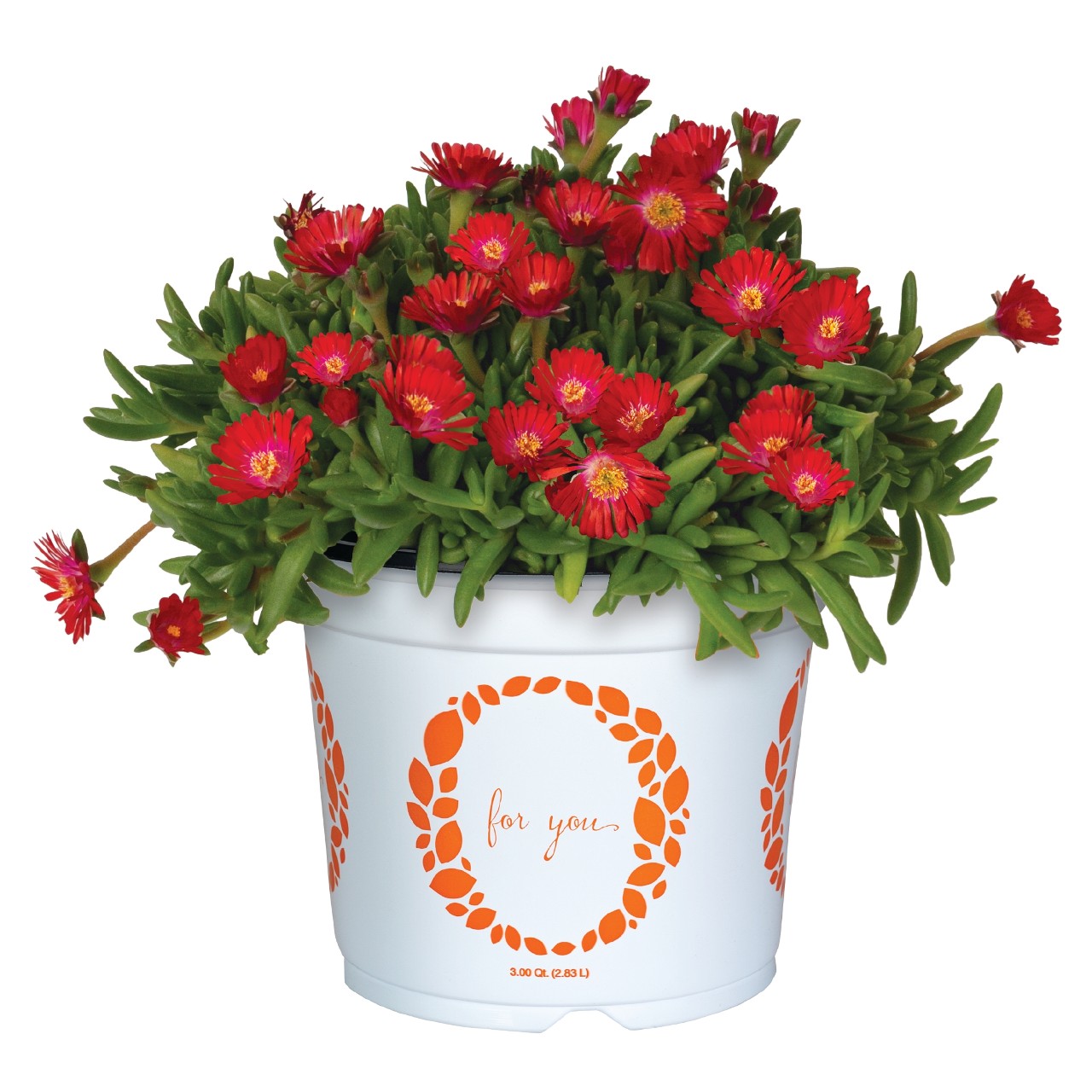 Делосперма Rock Crystal Candy Red/Salmon Red