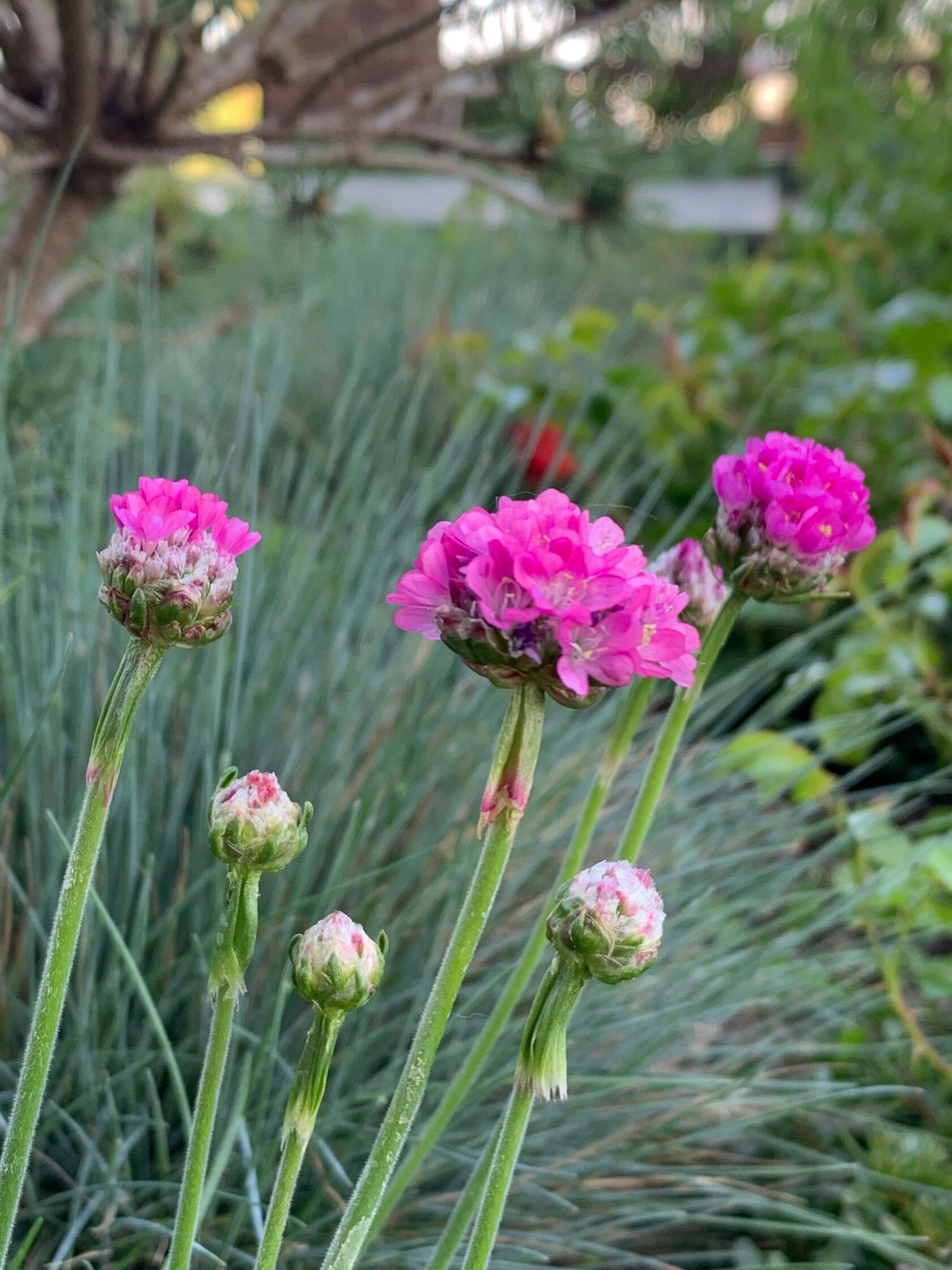 Армерия приморская Спленденс / Armeria maritima Splendens / Р9