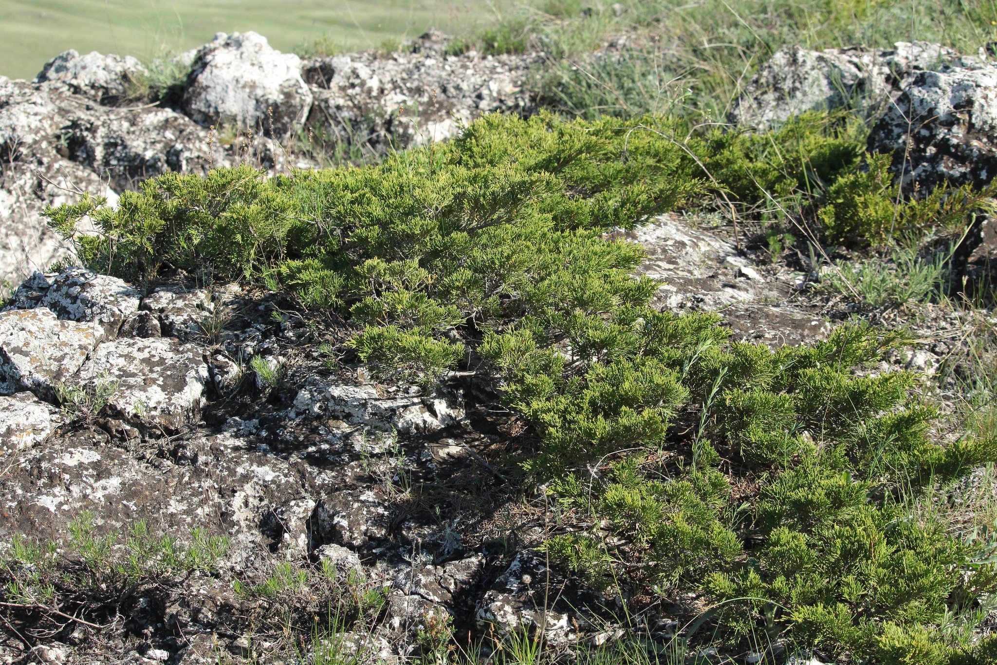 international backfill (iNaturalist): Juniperus sabina