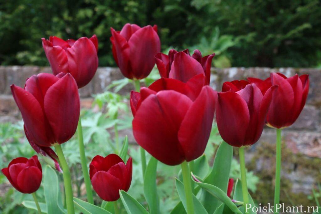 Тюльпан простой ранний Couleur Cardinal