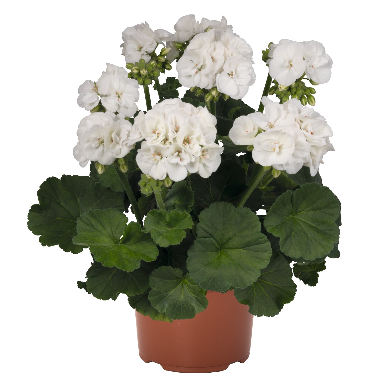 Пеларгония Green Idols White
