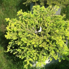 Ель обыкновенная Нидиформис (Nidiformis) 60-80 см