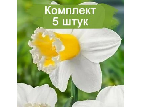 Нарцисс Шуга Диппед (белый)