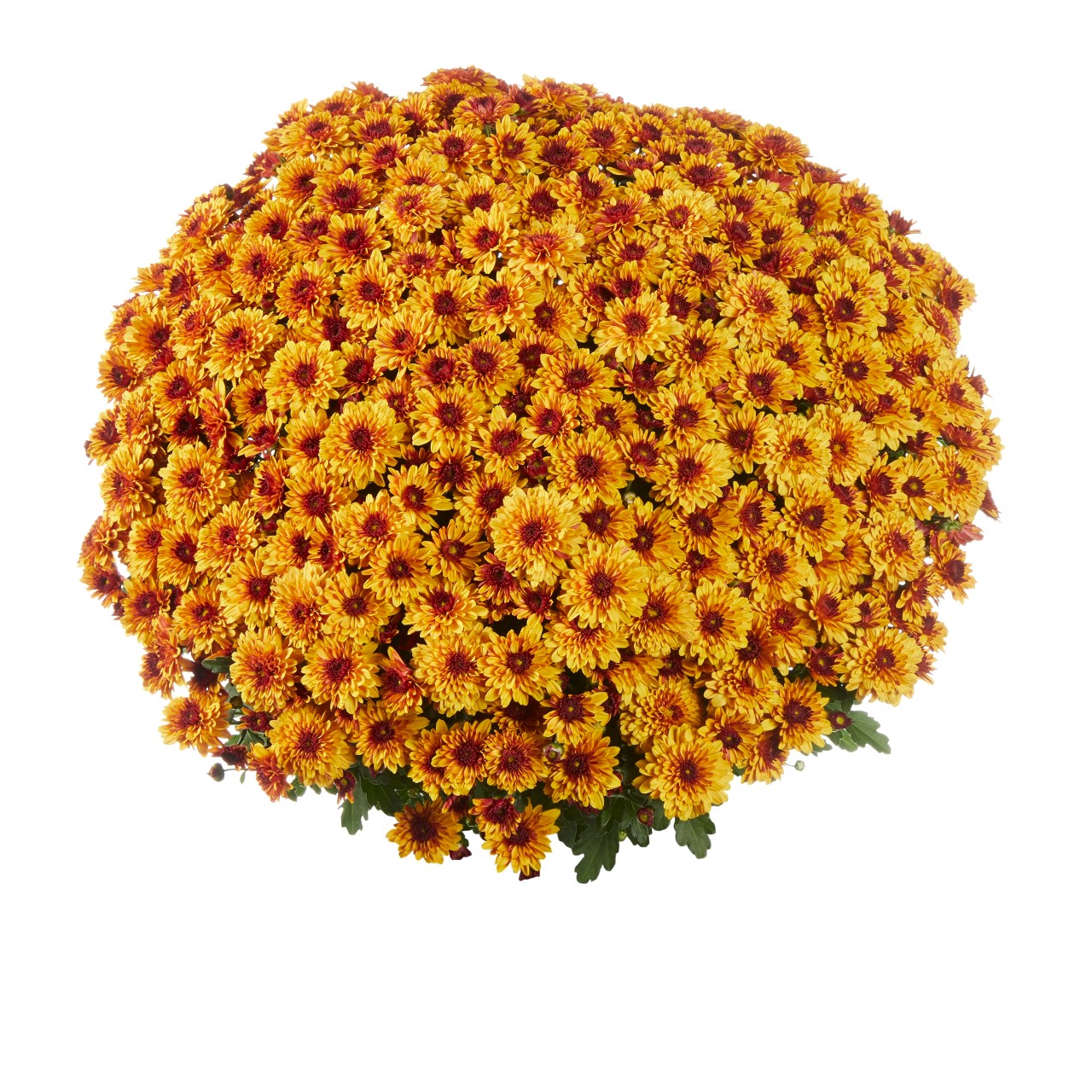 Хризантема Banquet Red Bicolor