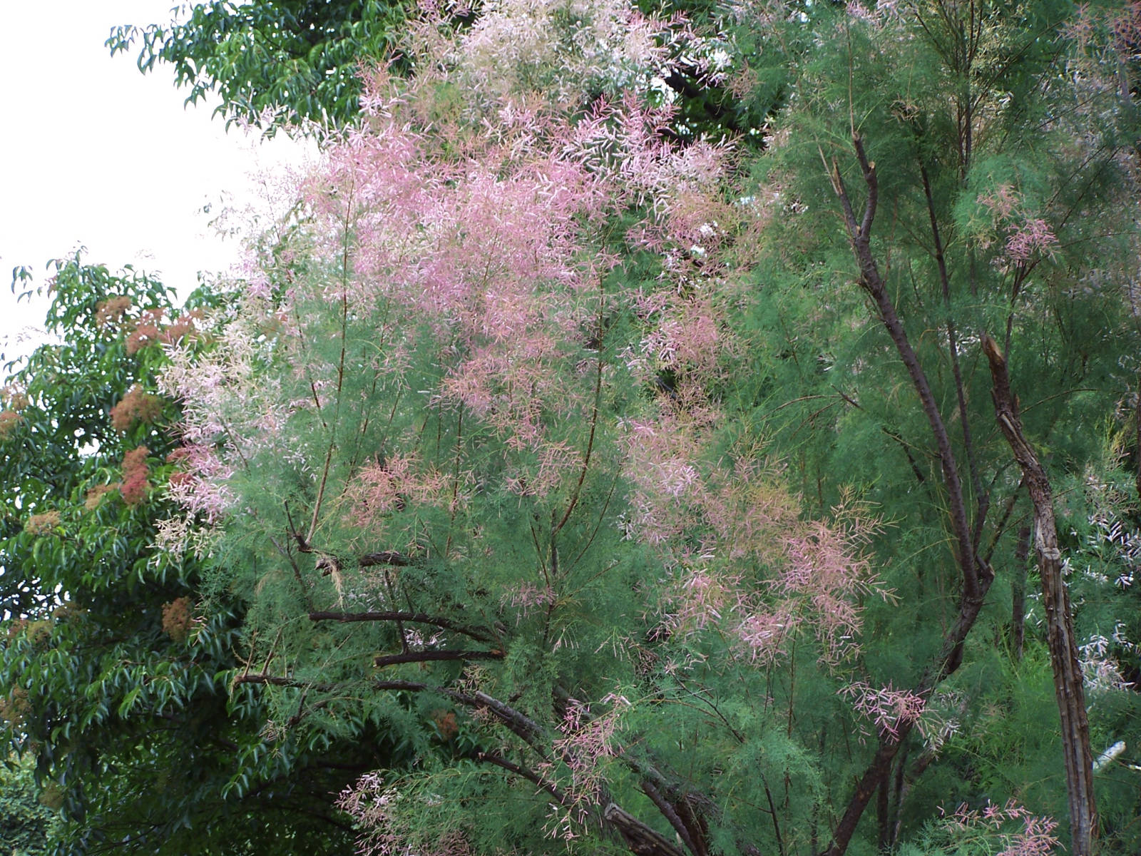 Гребенник разветвлённый Pink Cascade