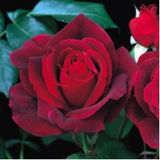 Роза чайно-гибридная (Rose hybrid tea Mister Lincoln)
