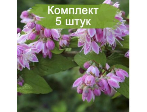 Дейция Турбилон руж
