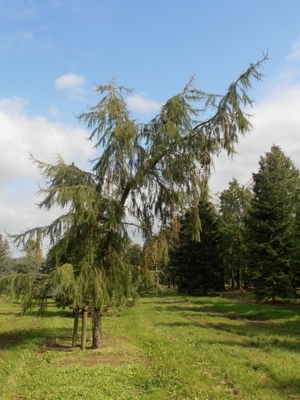 Лиственница европейская Pendula