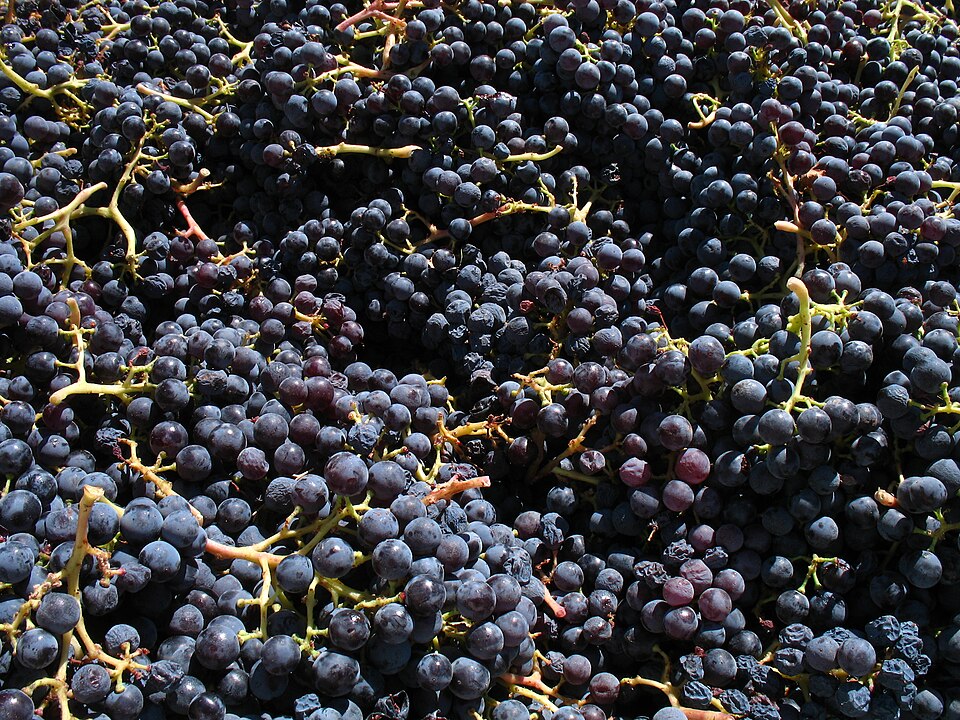 Виноград Grenache