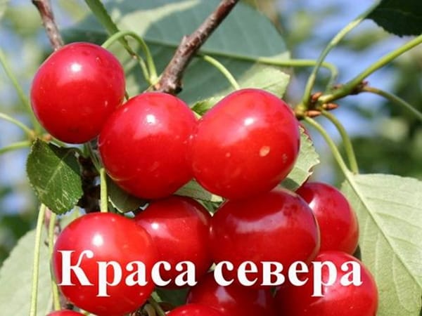 Дюк Краса севера