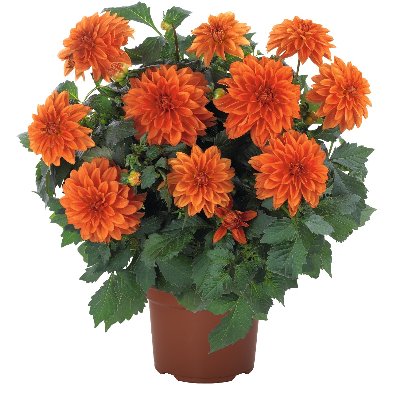 Георгина Hypnotica Orange