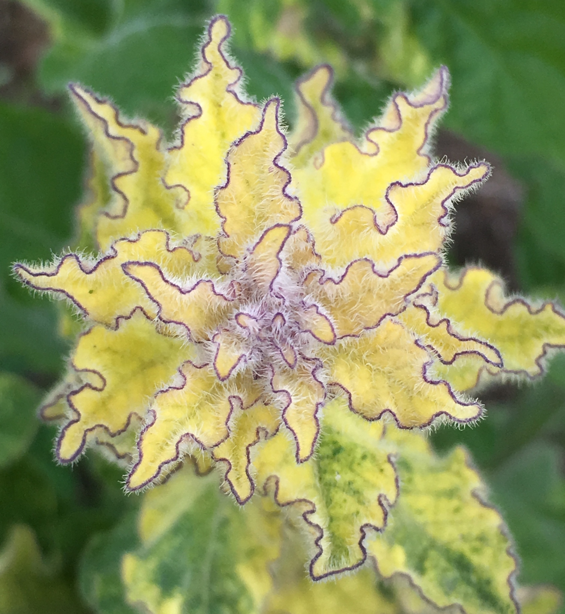 international backfill (iNaturalist): Solanum