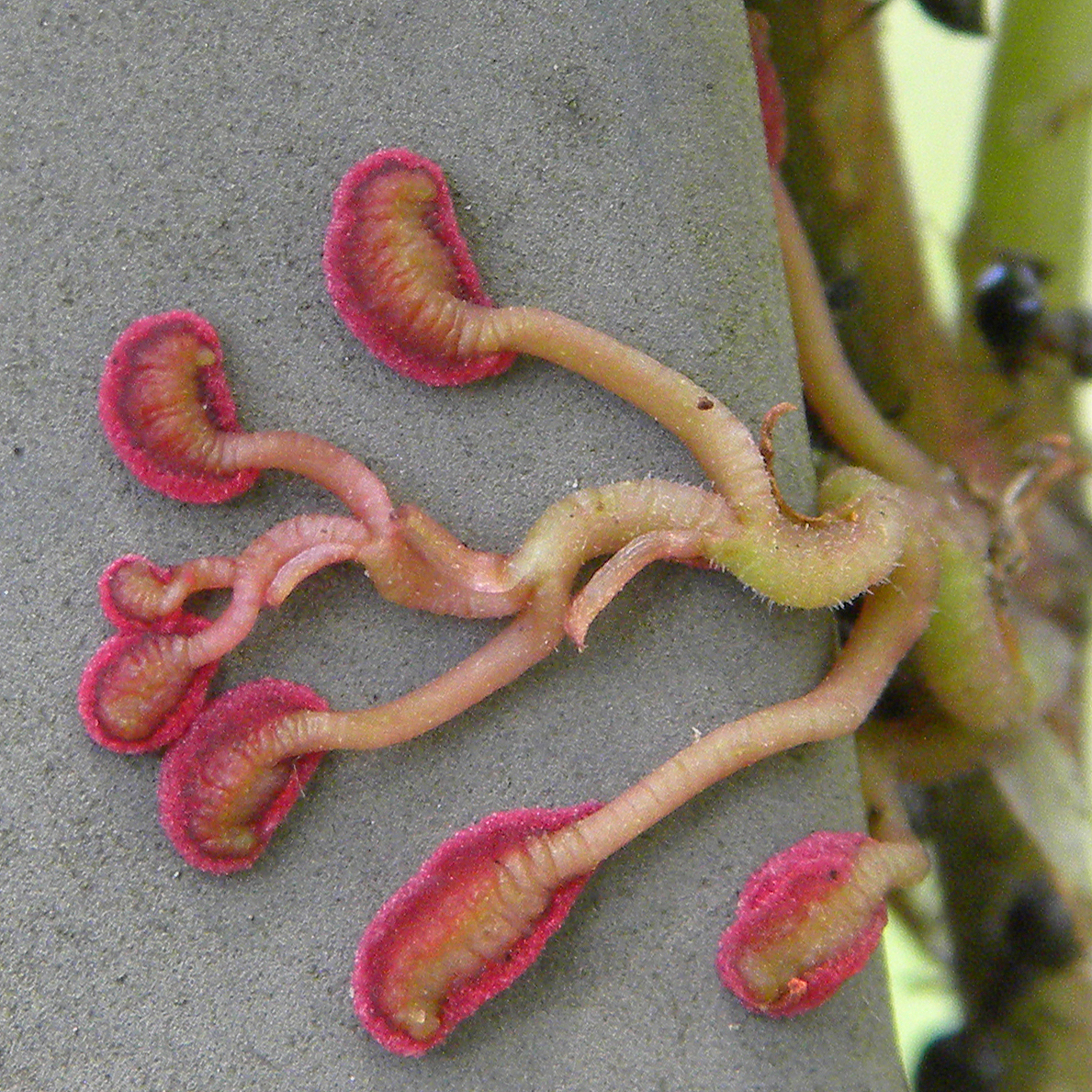 international backfill (iNaturalist): Vitis
