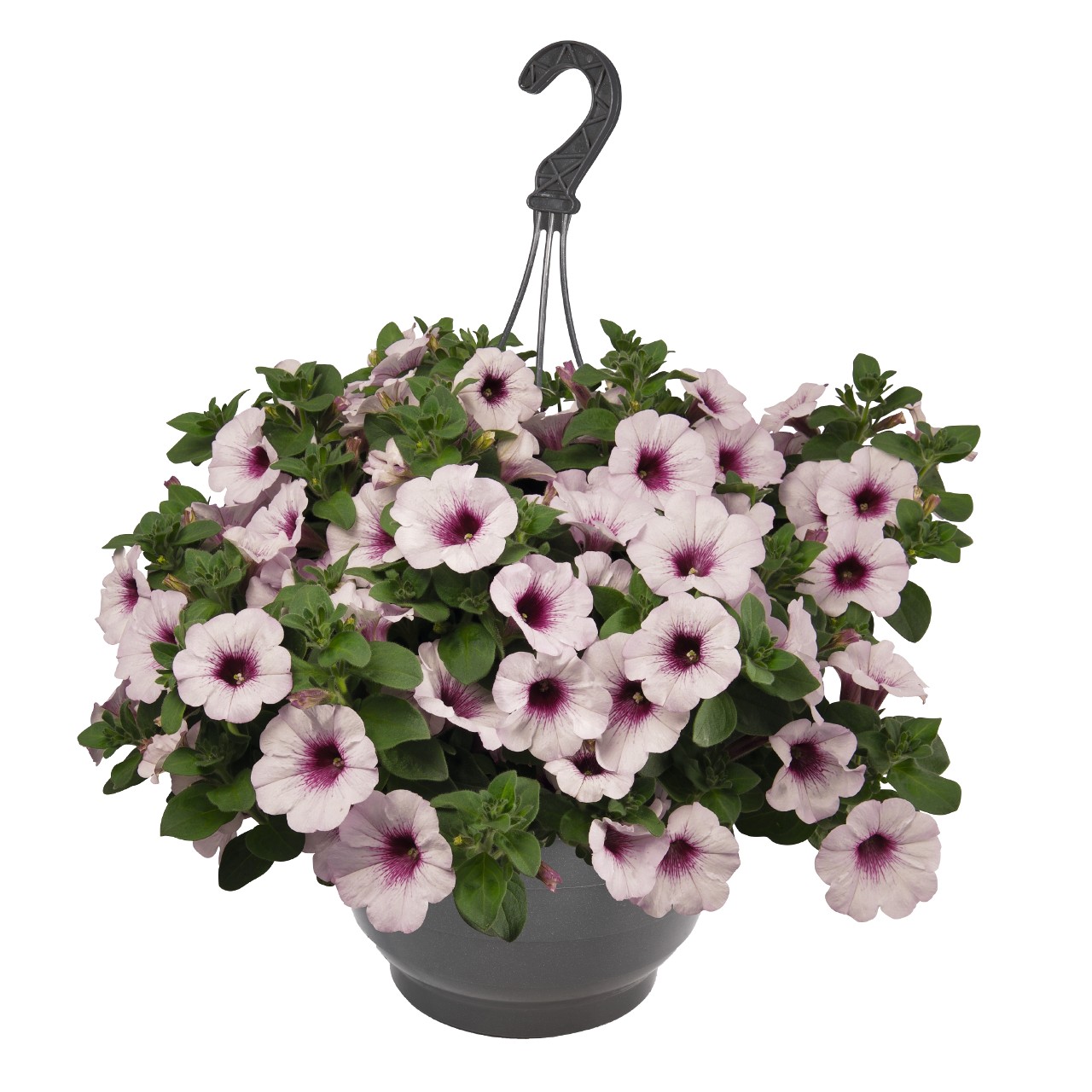 Петуния Sweetunia White Orchid