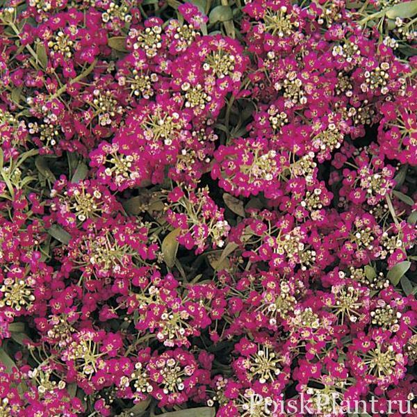 Алиссум морской Easter Deep Rose