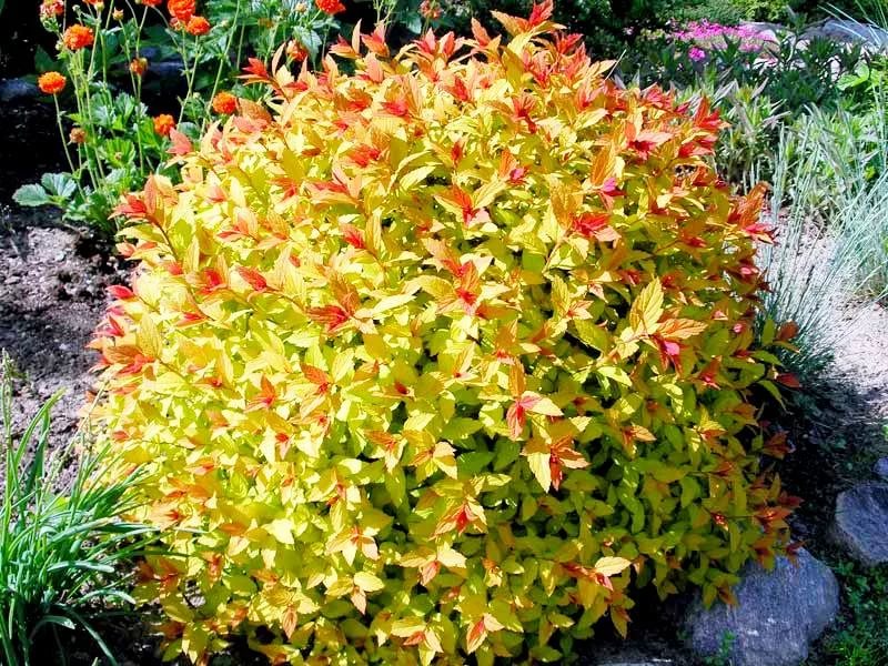 spireya-spiraea-yaponskaya