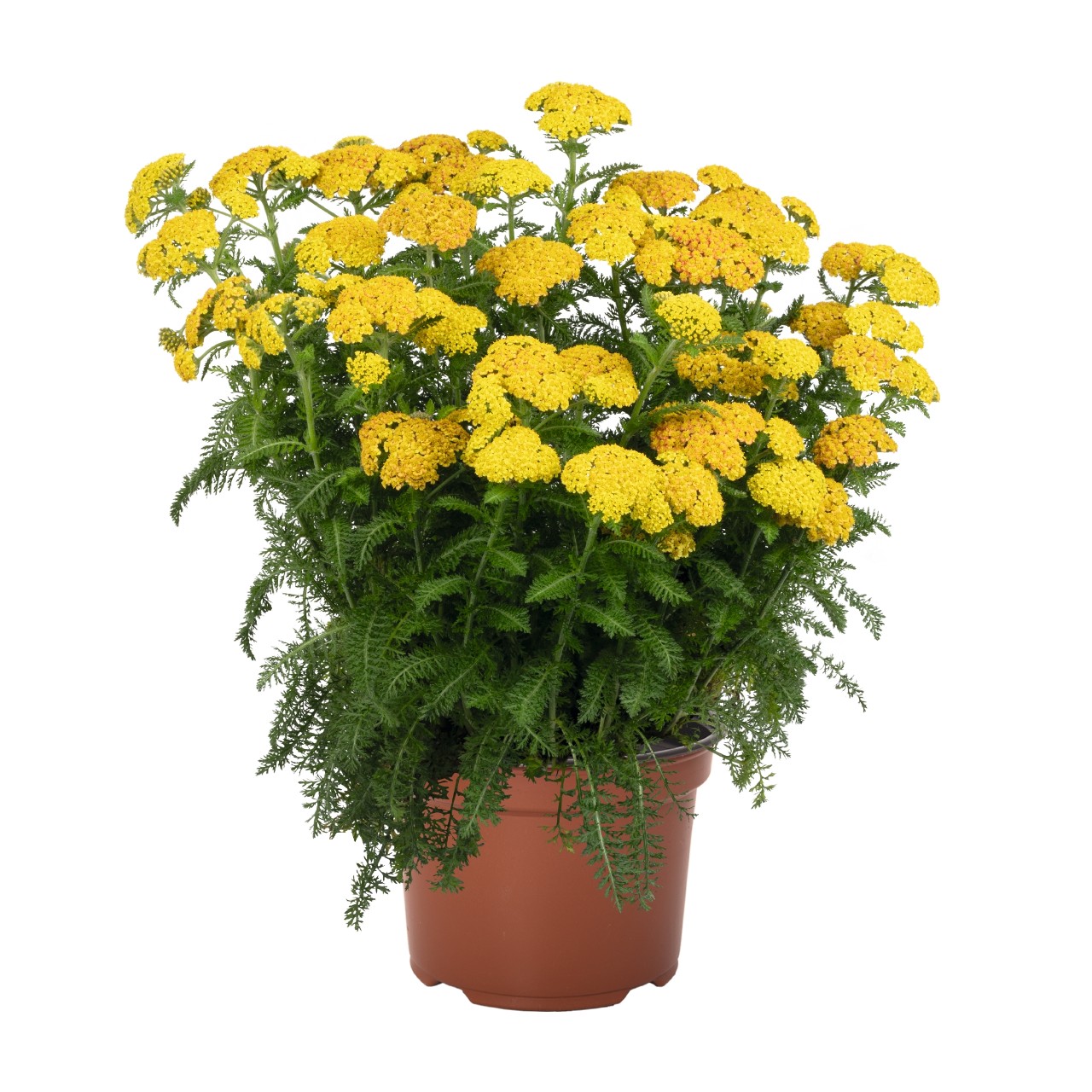 Тысячелистник Skysail Yellow